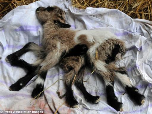 Kambing Langka Berkaki Delapan