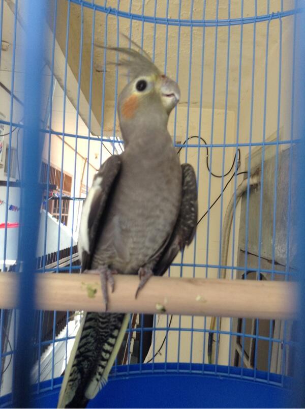 65 Foto Gambar Burung Falk Paling Unik Gambar Burung