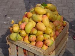 Mangga Podang, Buah Mangga Khas Kediri Jawa Timur