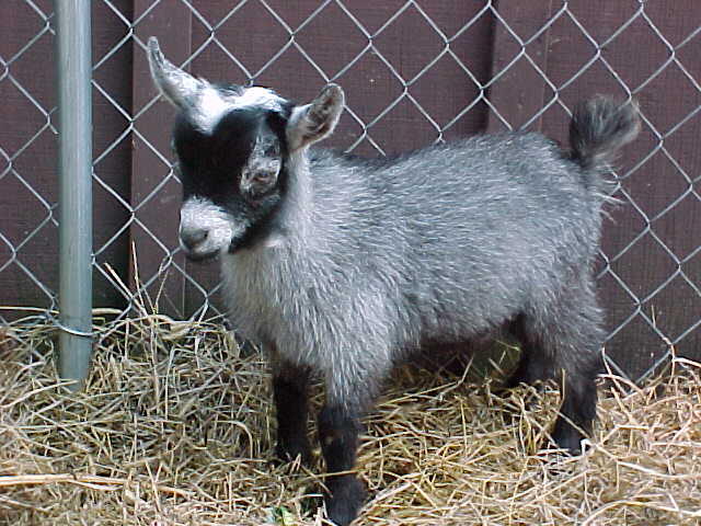 Miniatur-Miniatur Hewan Ternak Yang Imut