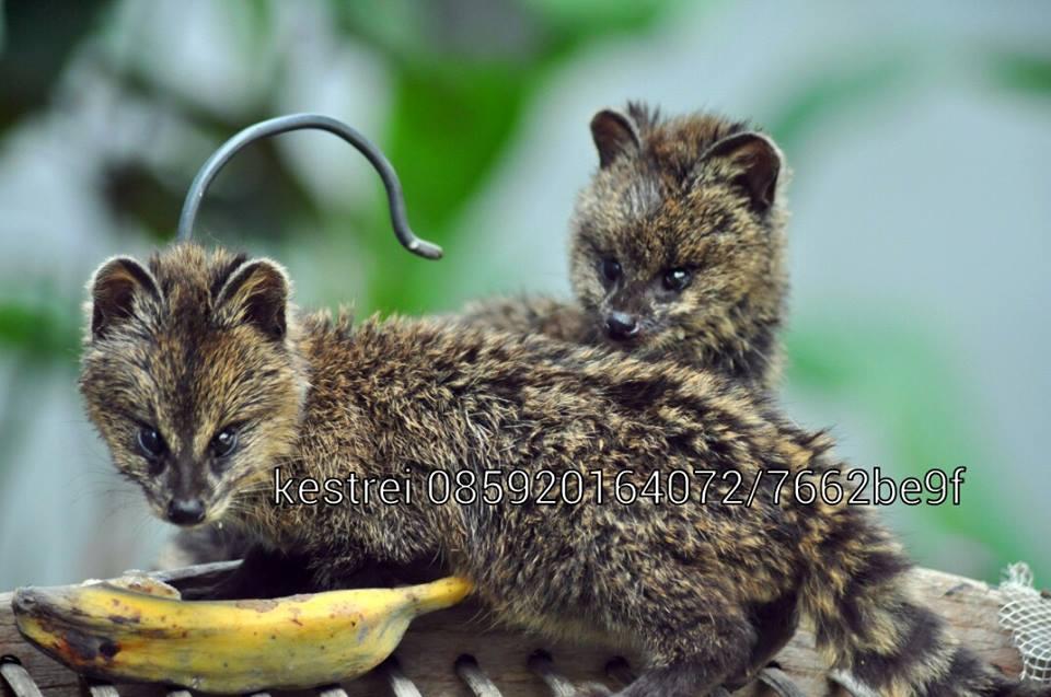  Gambar  Homebase Puri Kembangan Mengenal Musang  Marten 