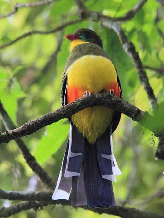 Burung Luntur Jawa Burung Langka Jawa Barat