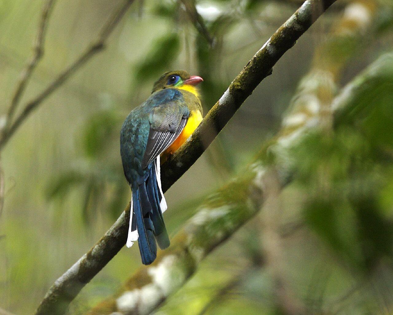 Burung Luntur Jawa Burung Langka Jawa Barat