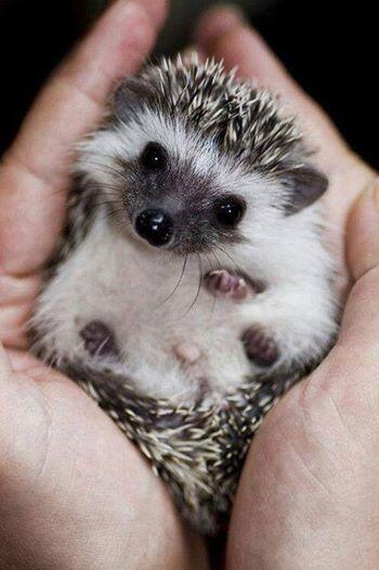 &#91;Pict&#93; 20 Foto Hedgehog (Landak mini) terunik dan terlucu