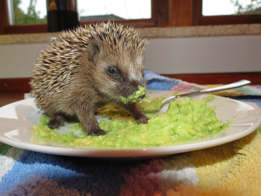 &#91;Pict&#93; 20 Foto Hedgehog (Landak mini) terunik dan terlucu