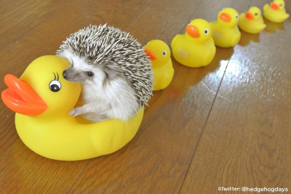 &#91;Pict&#93; 20 Foto Hedgehog (Landak mini) terunik dan terlucu