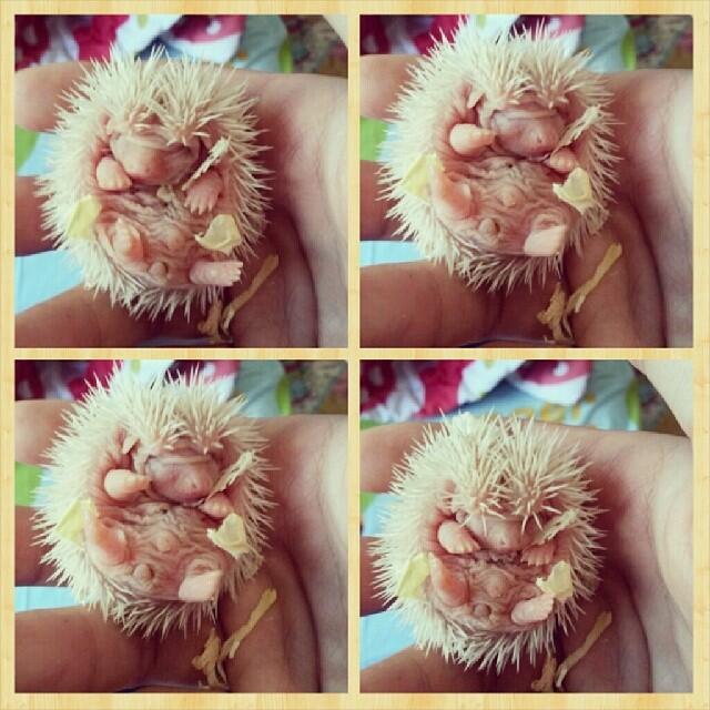 &#91;Pict&#93; 20 Foto Hedgehog (Landak mini) terunik dan terlucu