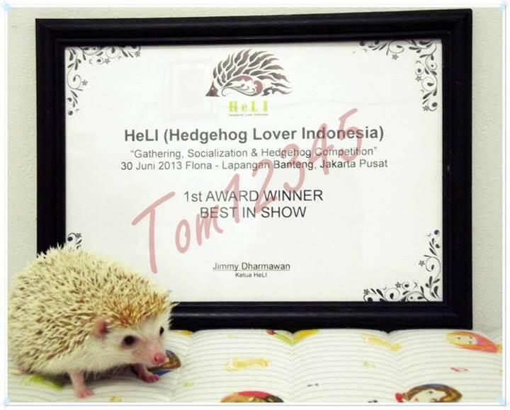 &#91;Pict&#93; 20 Foto Hedgehog (Landak mini) terunik dan terlucu