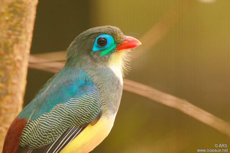 Burung Luntur Jawa Burung Langka Jawa Barat