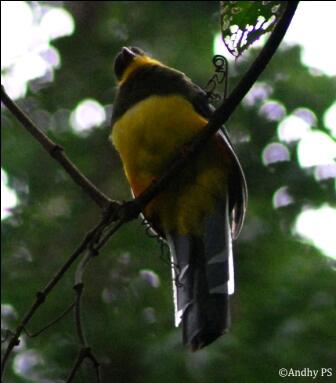 Burung Luntur Jawa Burung Langka Jawa Barat