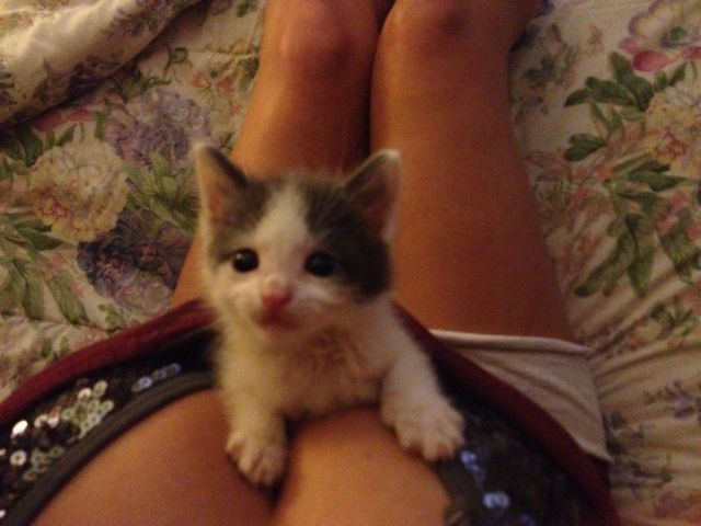 Anak kucing ini hoki banget gan !!! :matabelo
