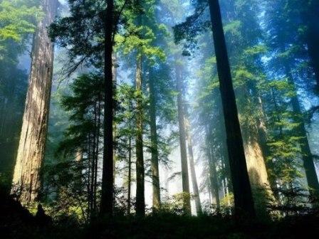Manfaat pohon pinus