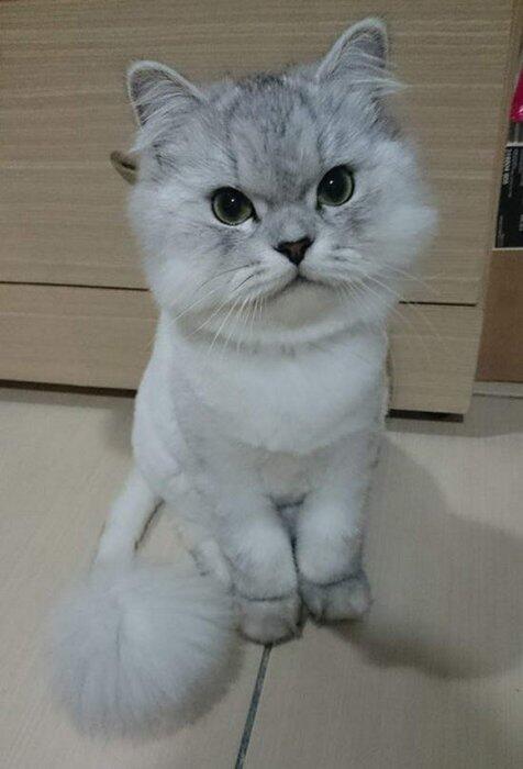 Lele ini Kucing