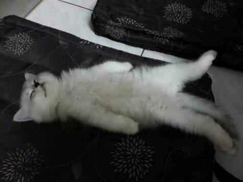Lele ini Kucing