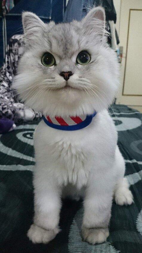 Lele ini Kucing