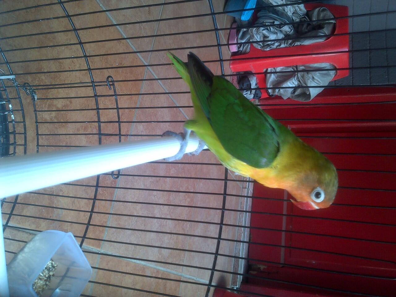 Terjual Burung Lovebird Pasjo Rajin Kandang Kaskus