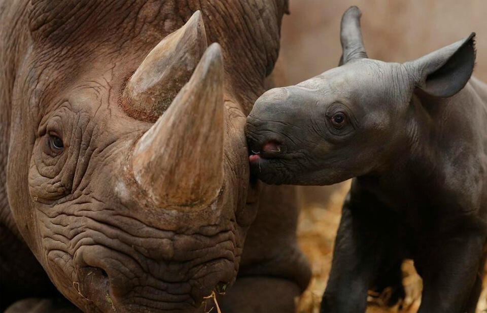 12 Foto Tentang Kasih Sayang Induk Hewan kepada Anak-anaknya