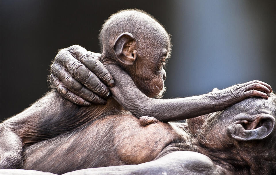 12 Foto Tentang Kasih Sayang Induk Hewan kepada Anak-anaknya