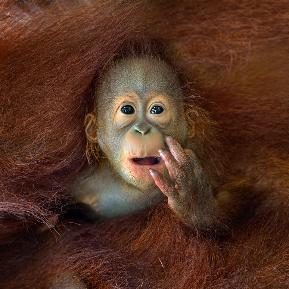 12 Foto Tentang Kasih Sayang Induk Hewan kepada Anak-anaknya