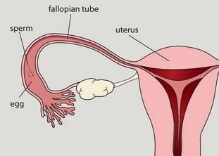 Beginilah Proses dari SPERMA + OVARIUM Menjadi BAYI 