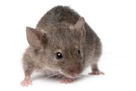 Sapi Mati Karena Tikus (Fabel)
