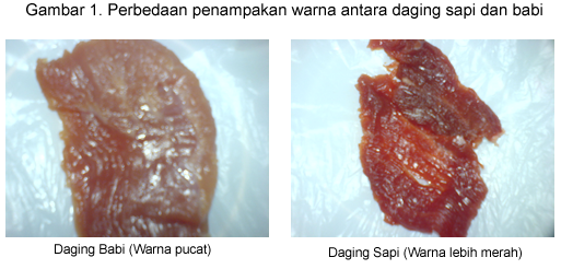 Ni Gan/Sis Yang Takut Ketipu 6 Cara Membedakan Daging Sapi dengan Daging Babi(+pic)