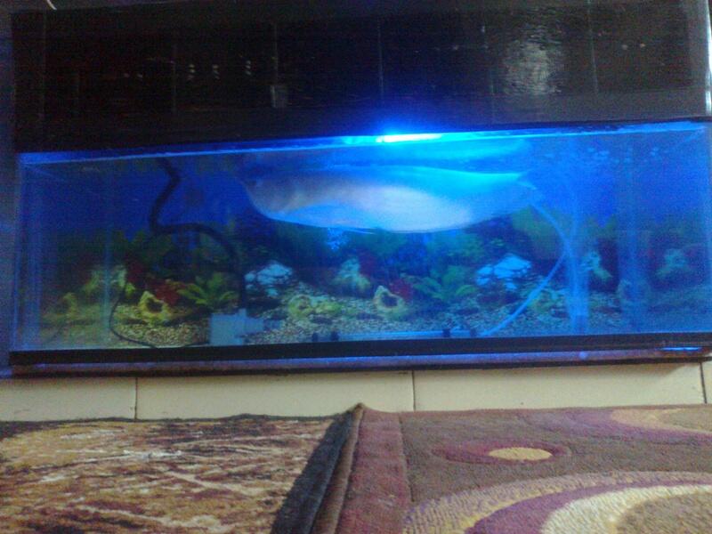 Aquarium yg sehat terjual jual paket arwana silver dan 