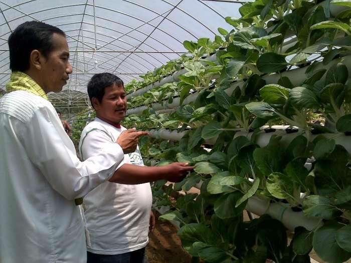 Green House Marunda Hasilkan Puluhan Juta per Bulan