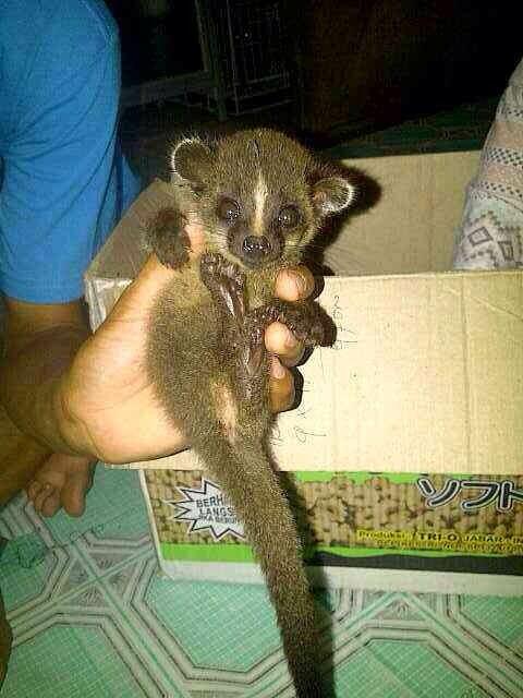 Musang Akar, Musang Lemur asli Indonesia!