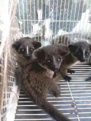 Musang Akar Musang Lemur Asli dari Indonesia KASKUS