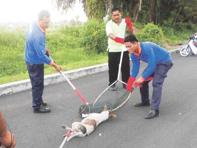 7 langkah memasak anjing yang benar