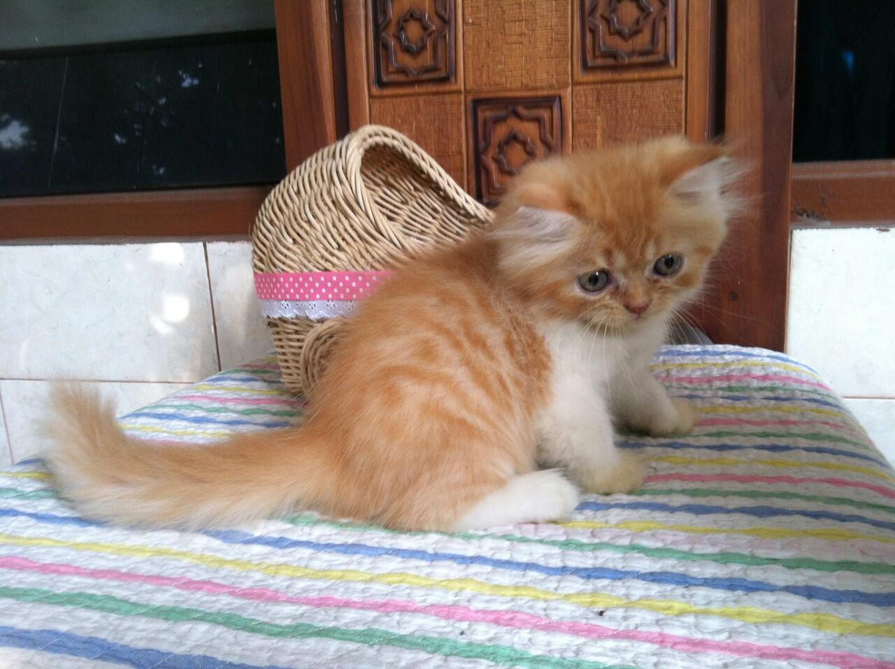 Jual Kitten Lucu Kaskus terjual kucing kitten flatnose lucu murah Jual Kitten Lucu Kaskus terjual kucing kitten flatnose lucu murah