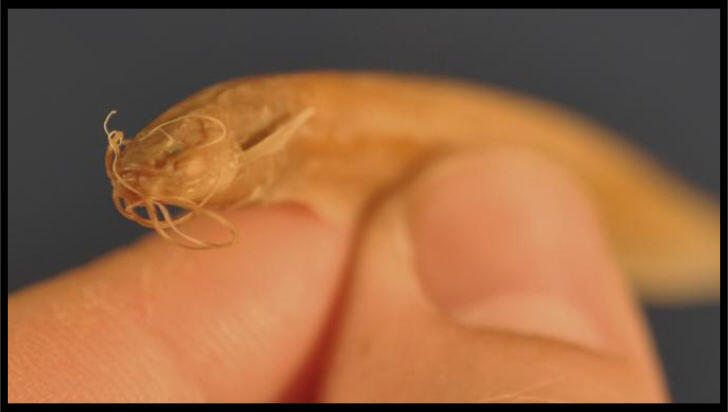 Ikan Lele Alien Gigi Runcing Bikin Para Ilmuwan Bingung