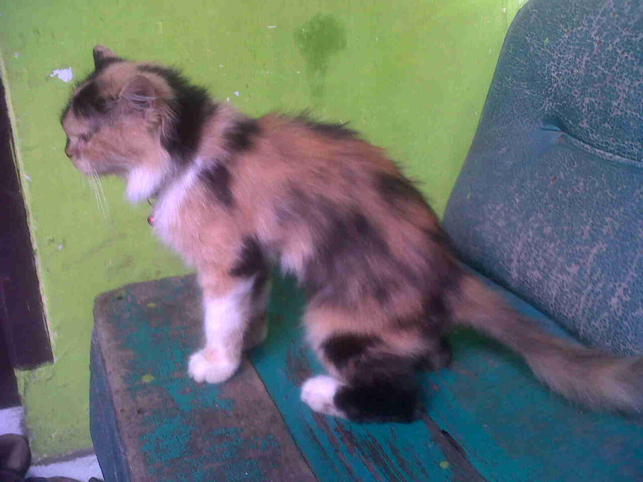 DIJUAL KUCING PERSIA CEWE 3 WARNA