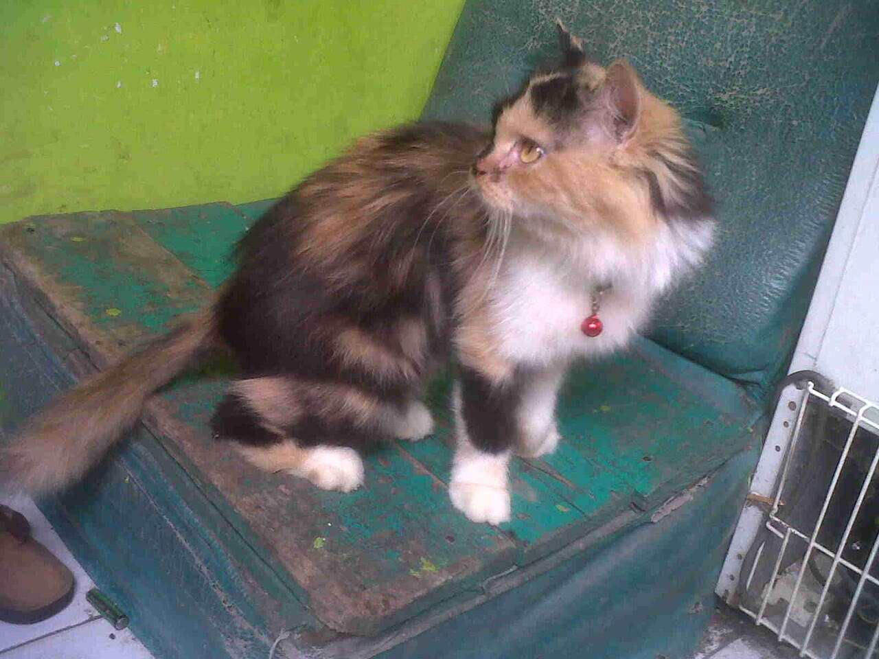 DIJUAL KUCING PERSIA CEWE 3 WARNA