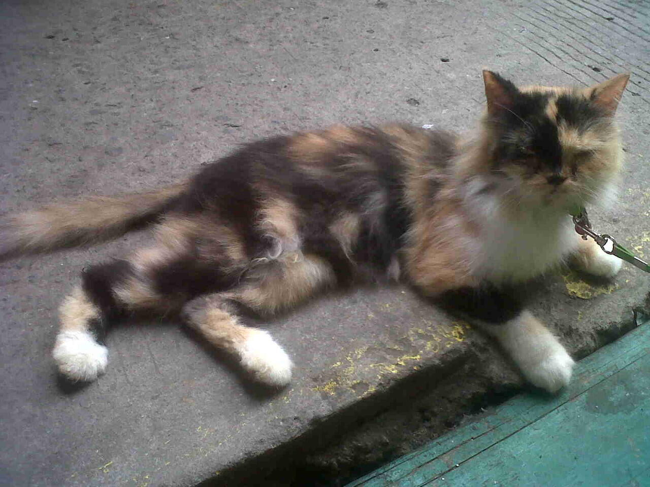 DIJUAL KUCING PERSIA CEWE 3 WARNA