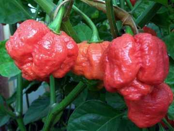 Ini Dia Cabe Terpedas di Dunia, Membuatmu Pingsan 30 Menit