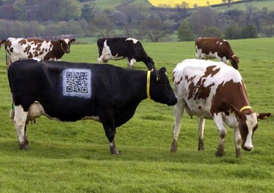 Penggunaan QR Code yang "Aneh, Unik" bahkan Sapi pun punya !