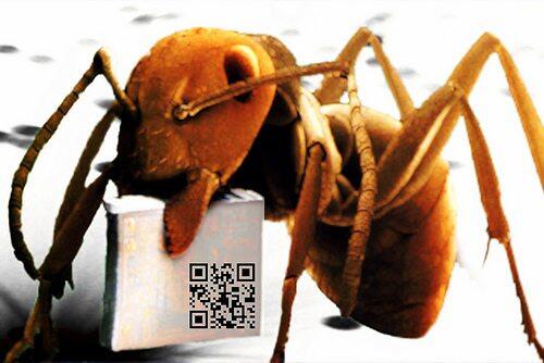 Penggunaan QR Code yang "Aneh, Unik" bahkan Sapi pun punya !