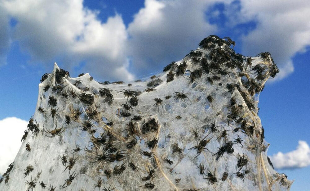 Ini yang terjadi jika Jutaan &quot;LABA-LABA &quot;,naik diatas Pohon -pohon !