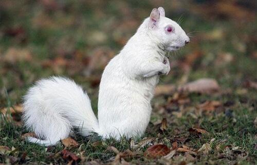 &#91;Pic&#93;25 Jenis Hewan yang Menderita Kelainan Pigmen (albino)