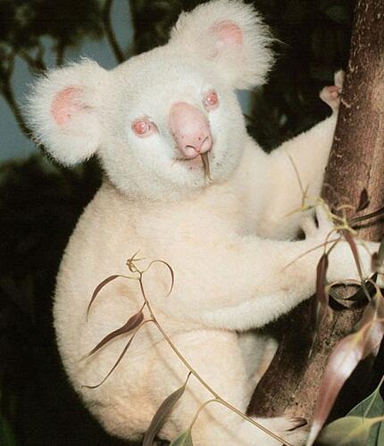 &#91;Pic&#93;25 Jenis Hewan yang Menderita Kelainan Pigmen (albino)