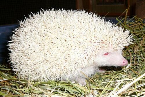 &#91;Pic&#93;25 Jenis Hewan yang Menderita Kelainan Pigmen (albino)