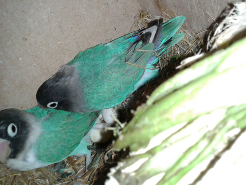 burung love bird indukan & kenari indukan borong