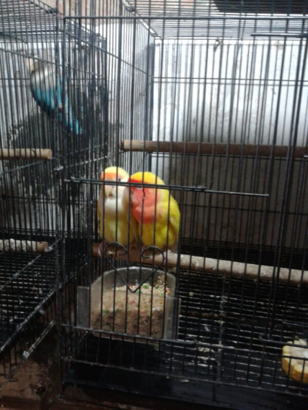 burung love bird indukan & kenari indukan borong
