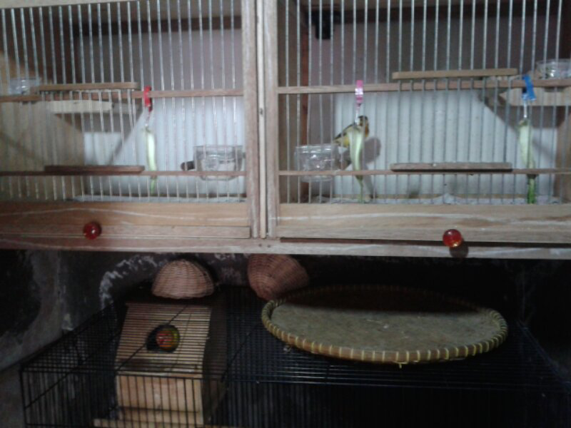 burung love bird indukan & kenari indukan borong