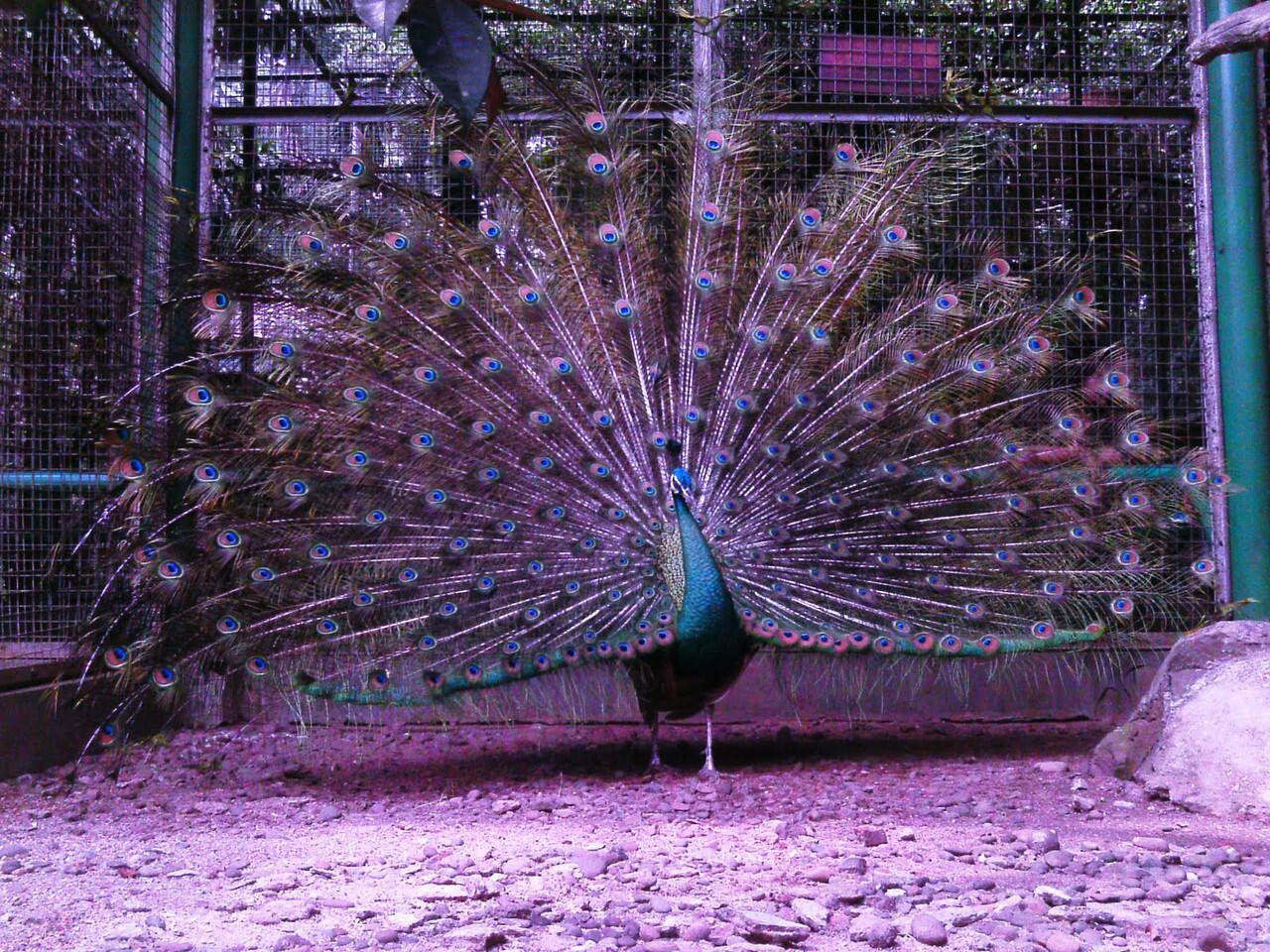 Subhanallah, Inilah Kajian Ilmiah di Balik Keindahan Bulu Burung Merak 