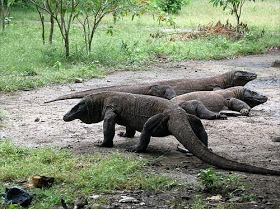 5 Wisata Terekstrim di Indonesia yang Memacu Adrenalin