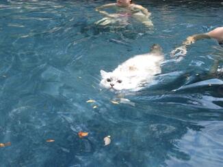 Kucing takut air?? Kucing ini suka berenang gan..