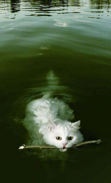 Kucing takut air?? Kucing ini suka berenang gan..